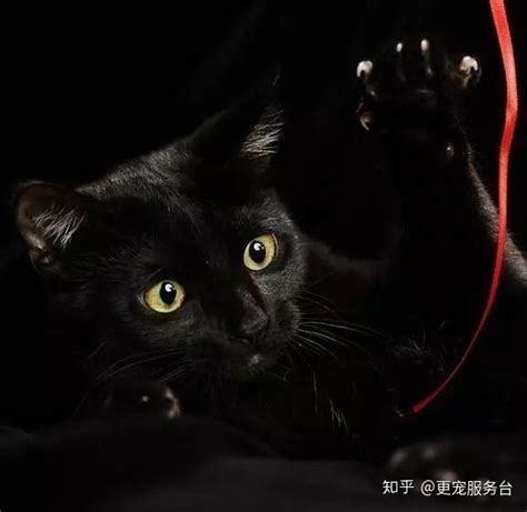 黑猫辟邪|道教是如何看待“猫”这种生物的呢？真的可以辟邪吗？…